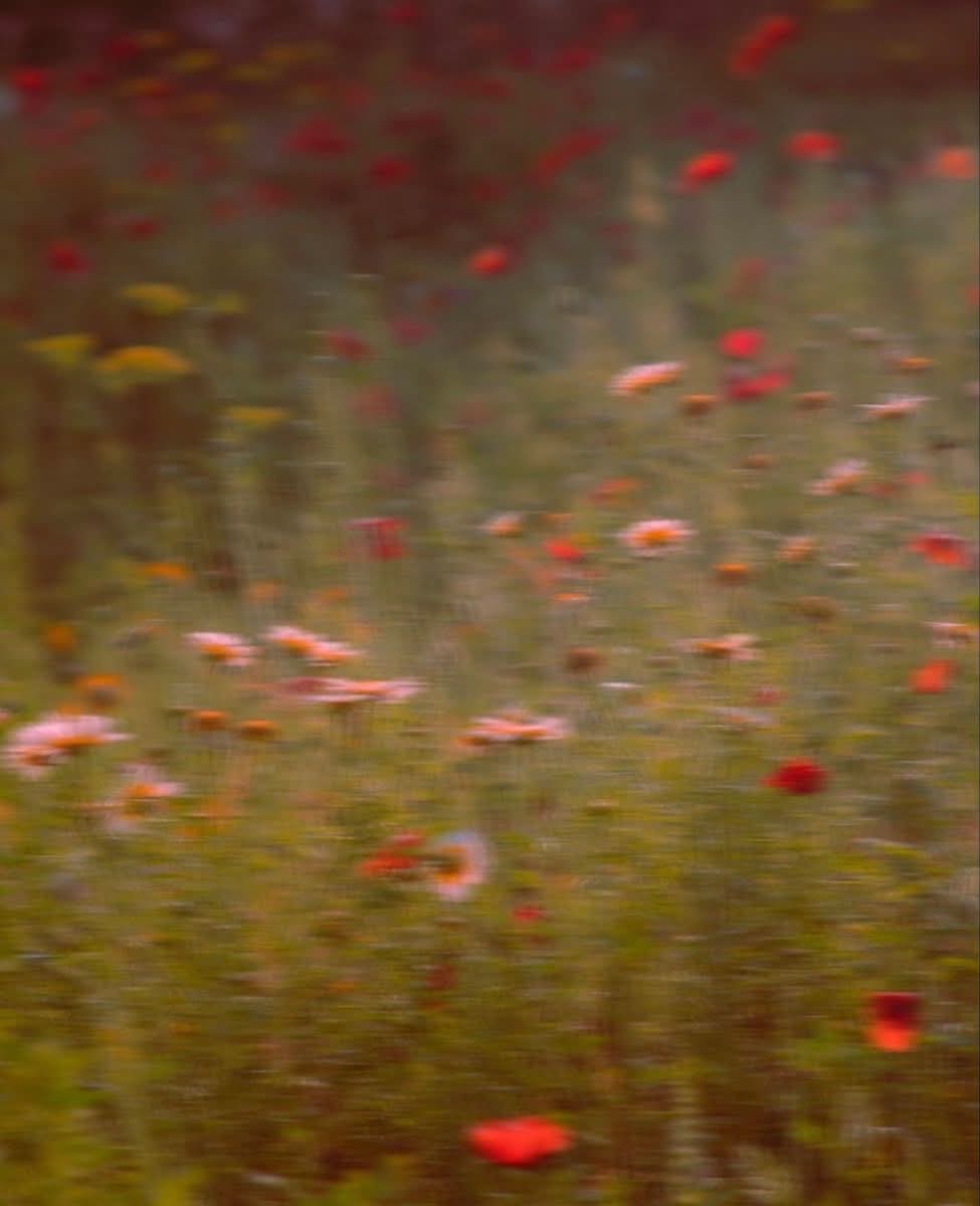 A wildflower meadow in soft focus, red poppies and pale daisies blurred by movement